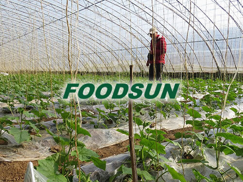 Foodsun